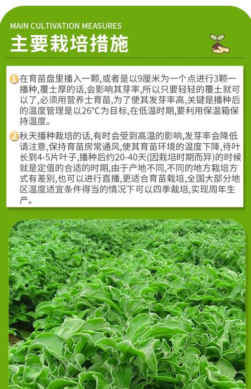 冰草种子多少一斤?价格行情与种植全攻略 三、冰草种子购买建议