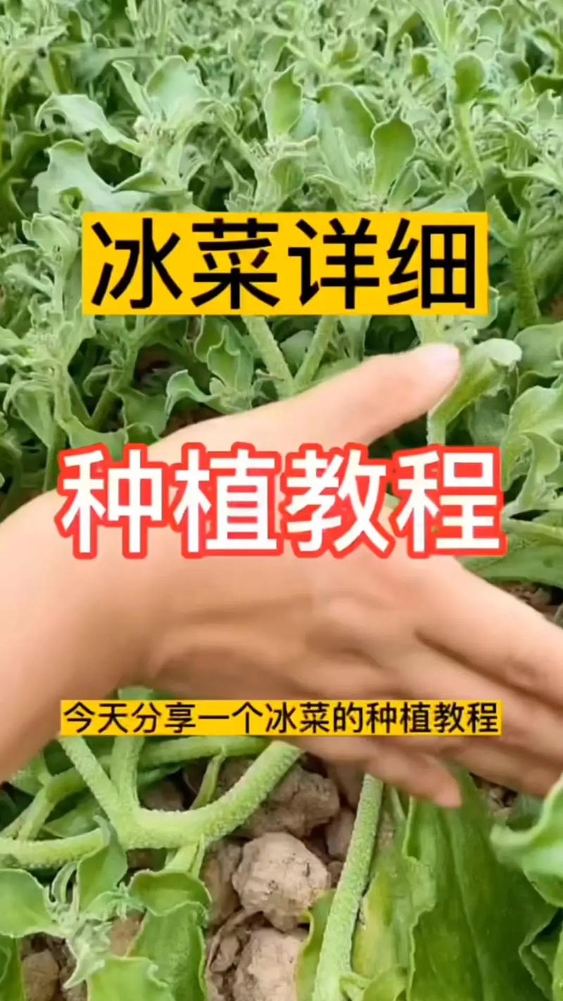 冰草种子多少一斤?价格行情与种植全攻略 二、影响冰草种子价格的因素