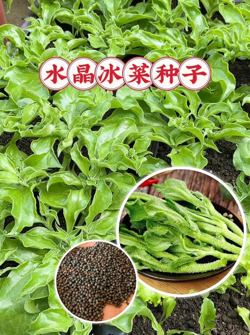 冰草种子多少一斤?价格行情与种植全攻略 四、冰草的家庭种植要点