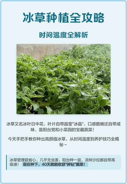 冰草种子多少一斤?价格行情与种植全攻略 五、总结