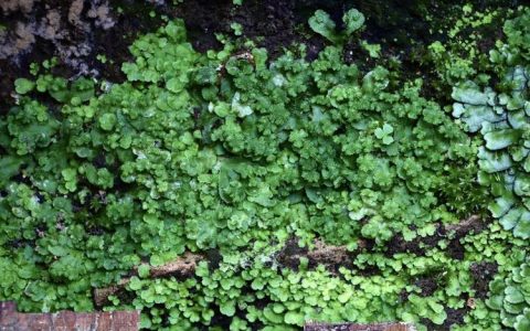 青苔是什么植物？详细百科介绍与生长习性