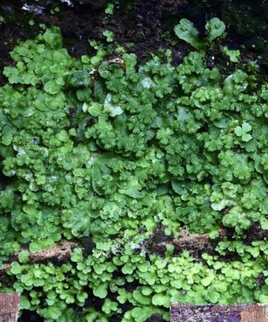青苔是什么植物？详细百科介绍与生长习性