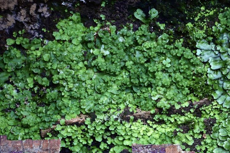 青苔是什么植物?详细百科介绍与生长习性 青苔是什么植物?详细百科介绍与生长习性