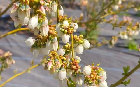 蓝莓树种植几年才开花结果？不同品种与种植方法的时间表