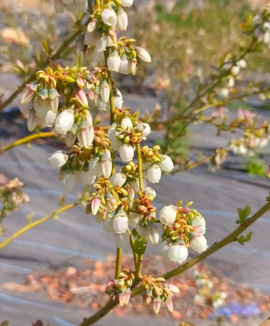 蓝莓树种植几年才开花结果？不同品种与种植方法的时间表