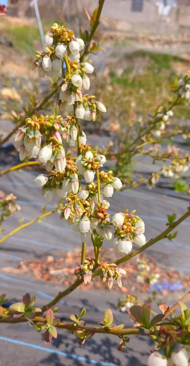 蓝莓树种植几年才开花结果?不同品种与种植方法的时间表 蓝莓树种植几年才开花结果?不同品种与种植方法的时间表
