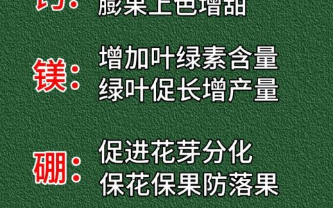 葡萄上色期用对肥料，果粉厚、糖度高、上市早——核心是钾肥配合磷与微量元素