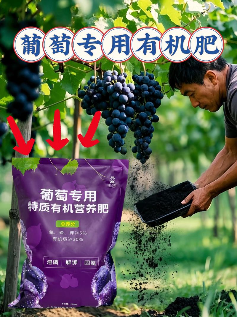 葡萄上色期用对肥料,果粉厚、糖度高、上市早——核心是钾肥配合磷与微量元素 家庭庭院与规模化种植的差异化施肥方案