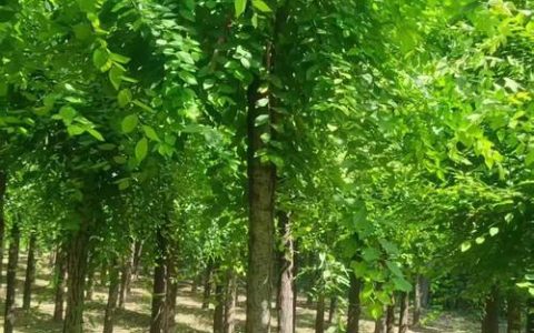东北什么树最值钱？三大高价值树种深度对比与种植指南