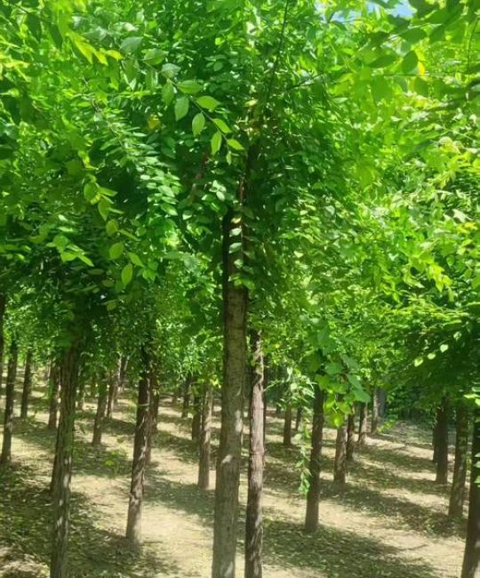 东北什么树最值钱？三大高价值树种深度对比与种植指南