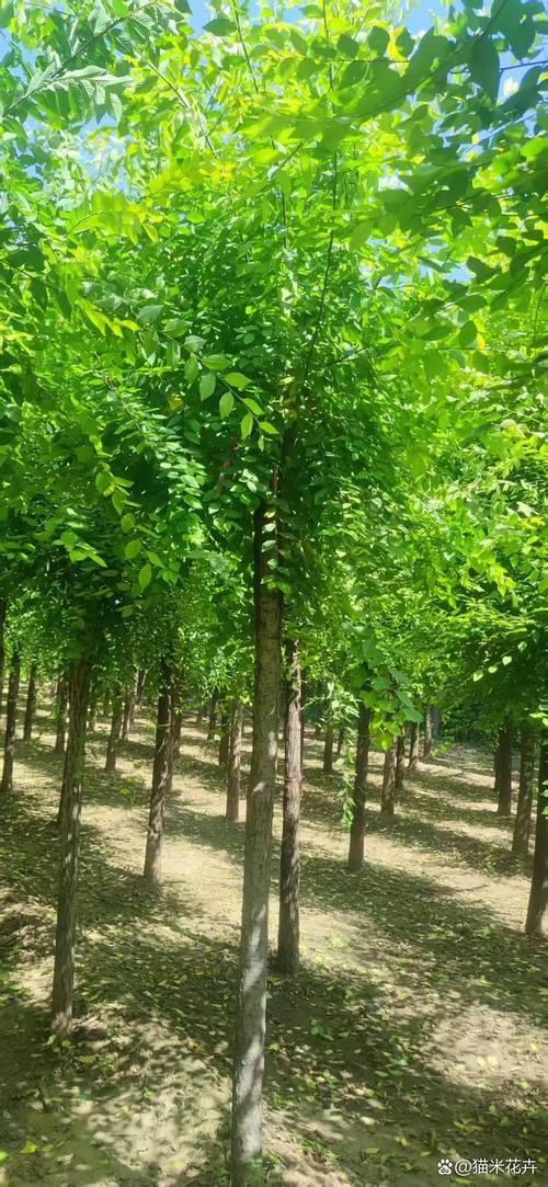 东北什么树最值钱?三大高价值树种深度对比与种植指南 一、东北“值钱树”的定义标准