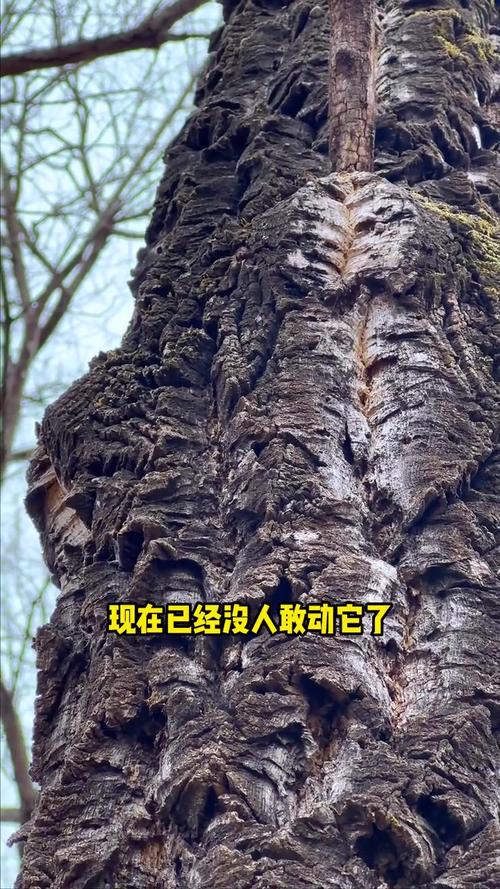 东北什么树最值钱?三大高价值树种深度对比与种植指南 三、南北种植差异化建议