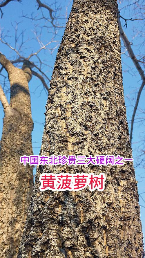 东北什么树最值钱?三大高价值树种深度对比与种植指南 四、结论与种植建议