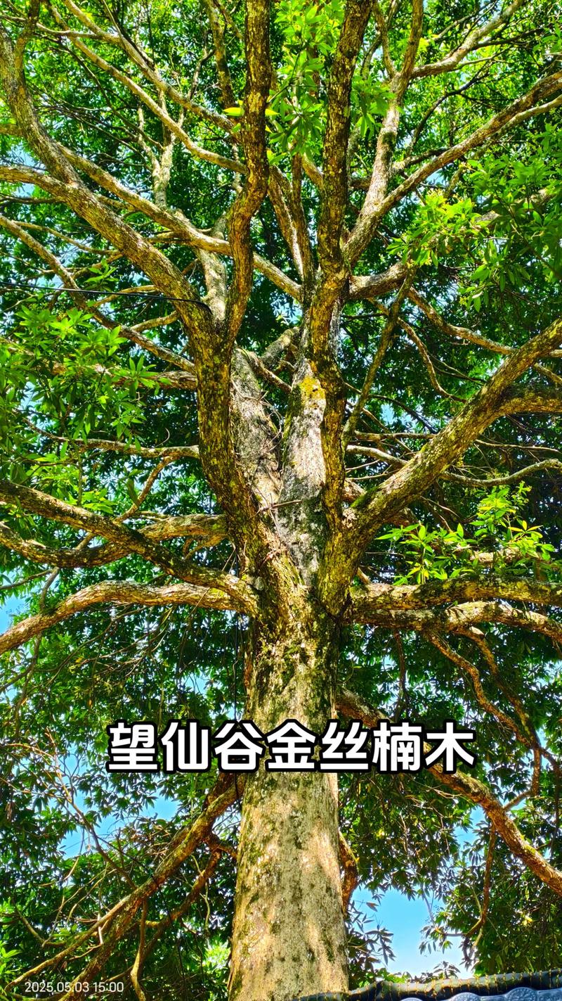金丝楠是什么树种?全面解析金丝楠的形态、习性与应用 金丝楠是什么树种?全面解析金丝楠的形态、习性与应用