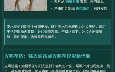 墨兰黄叶是什么原因及处理方法