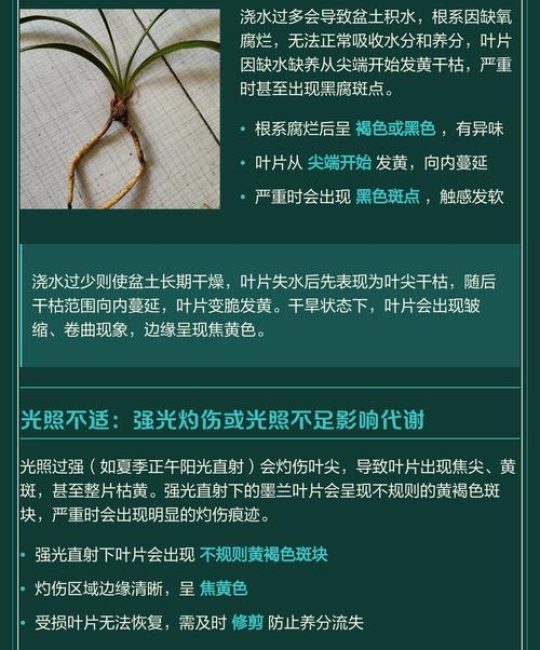 墨兰黄叶是什么原因及处理方法
