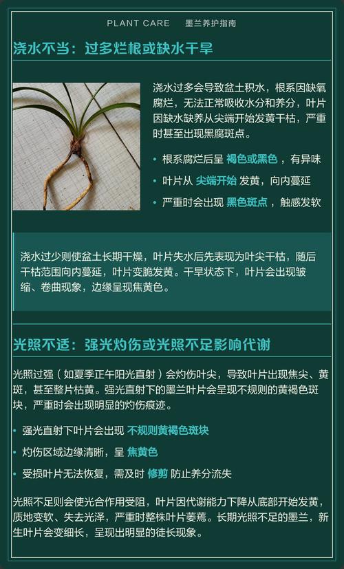 墨兰黄叶是什么原因及处理方法 墨兰黄叶是什么原因及处理方法