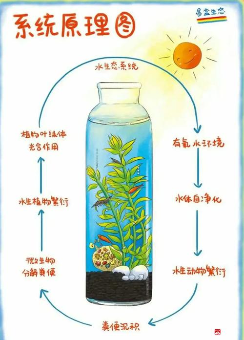 水为植物提供了什么:从细胞到光合作用的生命之源 给园艺爱好者的浇水建议