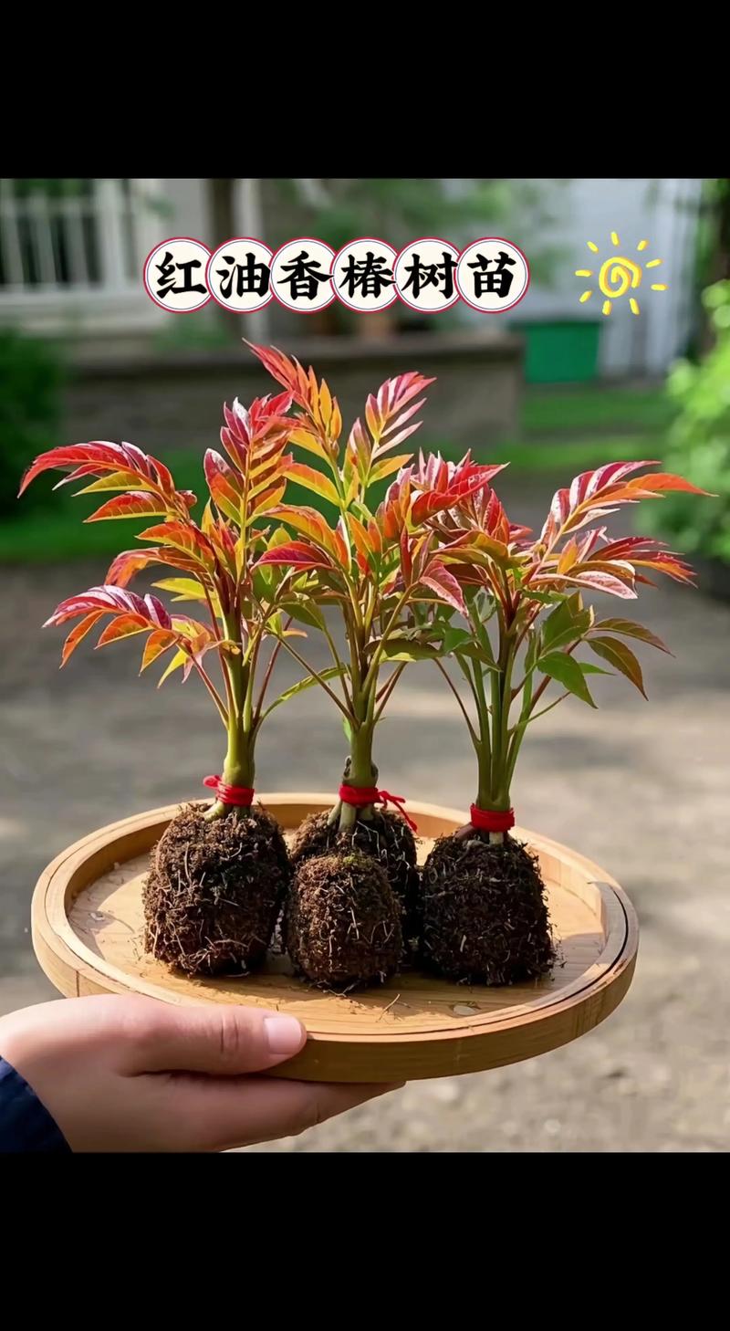 院子里种一棵香椿树好吗?园艺师为你全面分析地栽与盆栽的可行性 院子里种一棵香椿树好吗?园艺师为你全面分析地栽与盆栽的可行性
