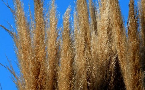 芦苇的花是什么样的：形态特征、花期与识别要点全解析