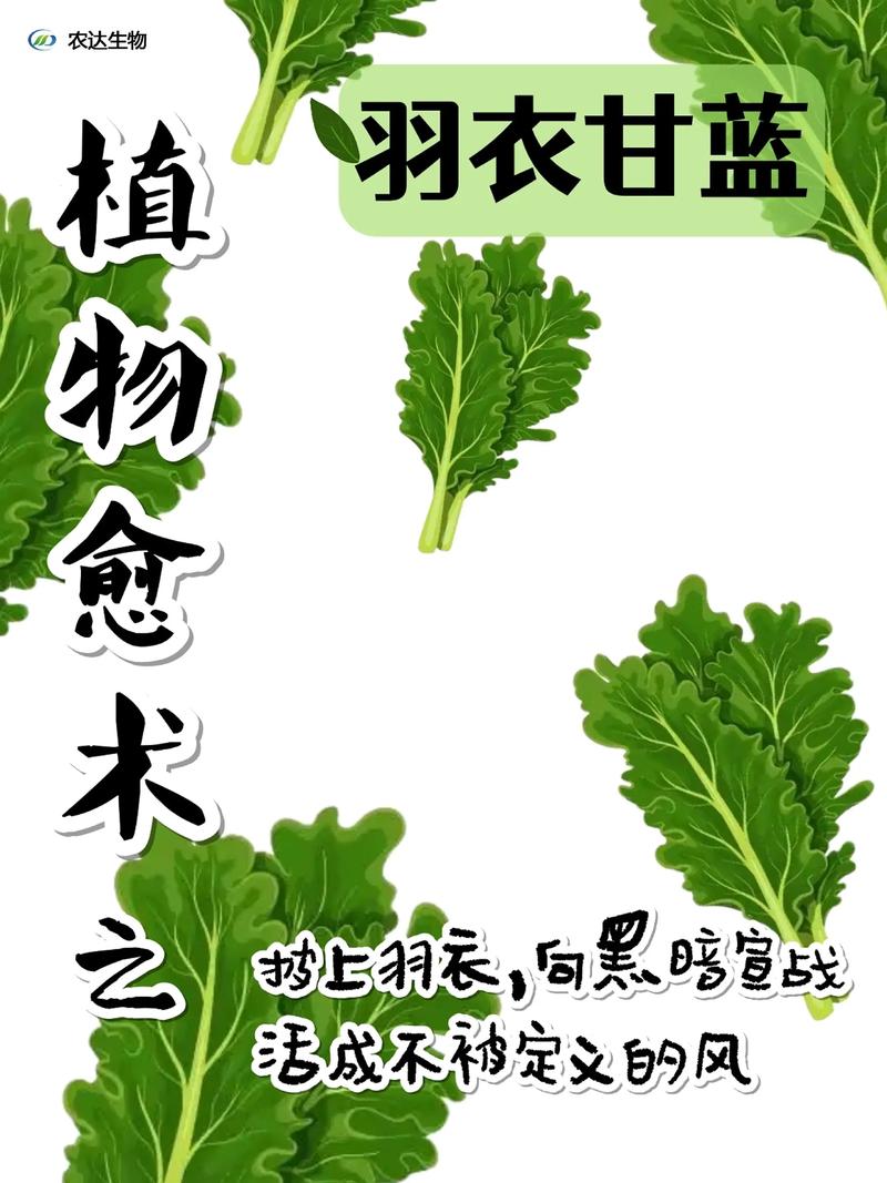 羽衣甘蓝有什么作用?营养与药用价值全解析 羽衣甘蓝有什么作用?营养与药用价值全解析