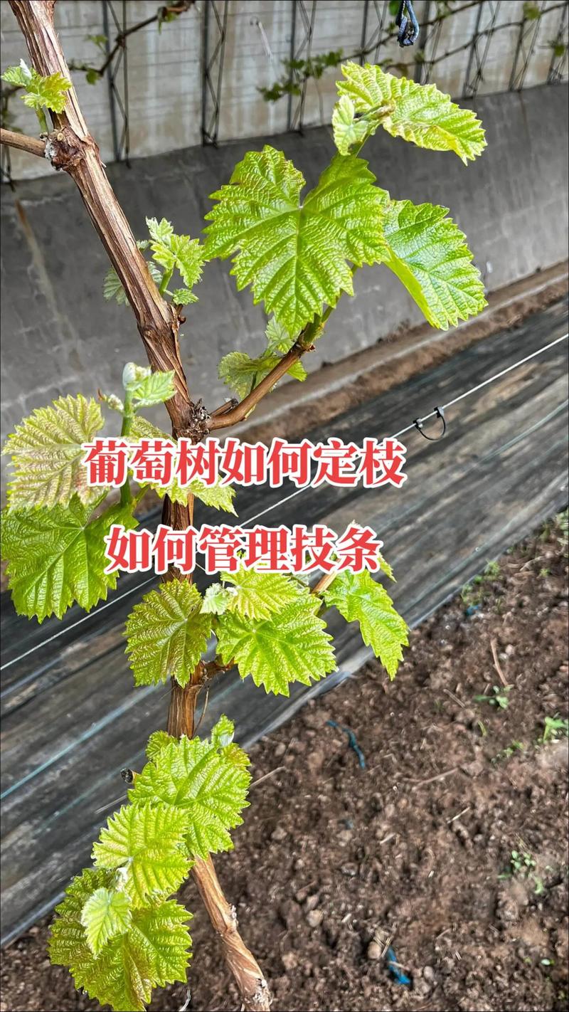 葡萄苗要怎么养?这份家庭园艺养护指南请收好 施肥:薄肥勤施,分阶段补充营养