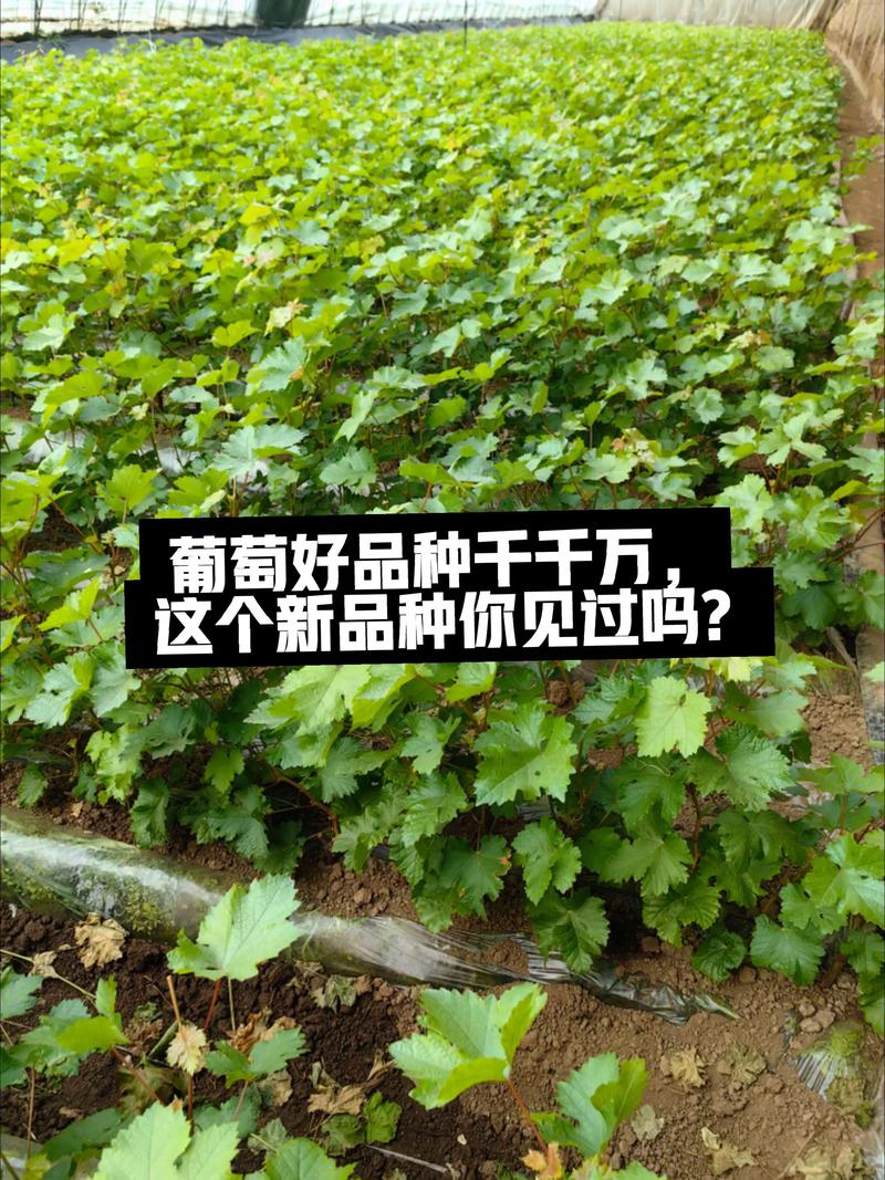 葡萄苗要怎么养?这份家庭园艺养护指南请收好 修剪:培养树形,疏枝通风