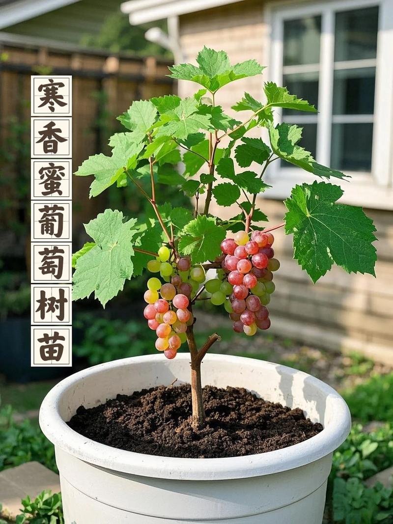 葡萄苗要怎么养?这份家庭园艺养护指南请收好 换盆/田间管理:适时更新,疏松土壤