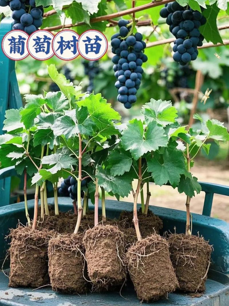 葡萄苗要怎么养?这份家庭园艺养护指南请收好 越冬越夏:顺应季节,给予保护