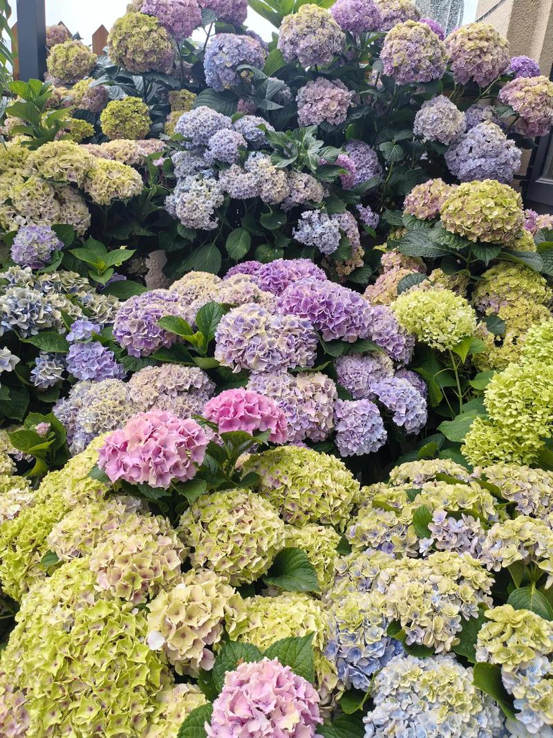 秋天种什么花比较适合?这几种花卉让秋日庭院依旧绚烂 结语