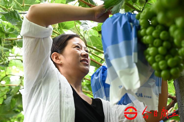 葡萄怎么种植全过程:家庭与庭院高效栽培实操指南 葡萄怎么种植全过程:家庭与庭院高效栽培实操指南