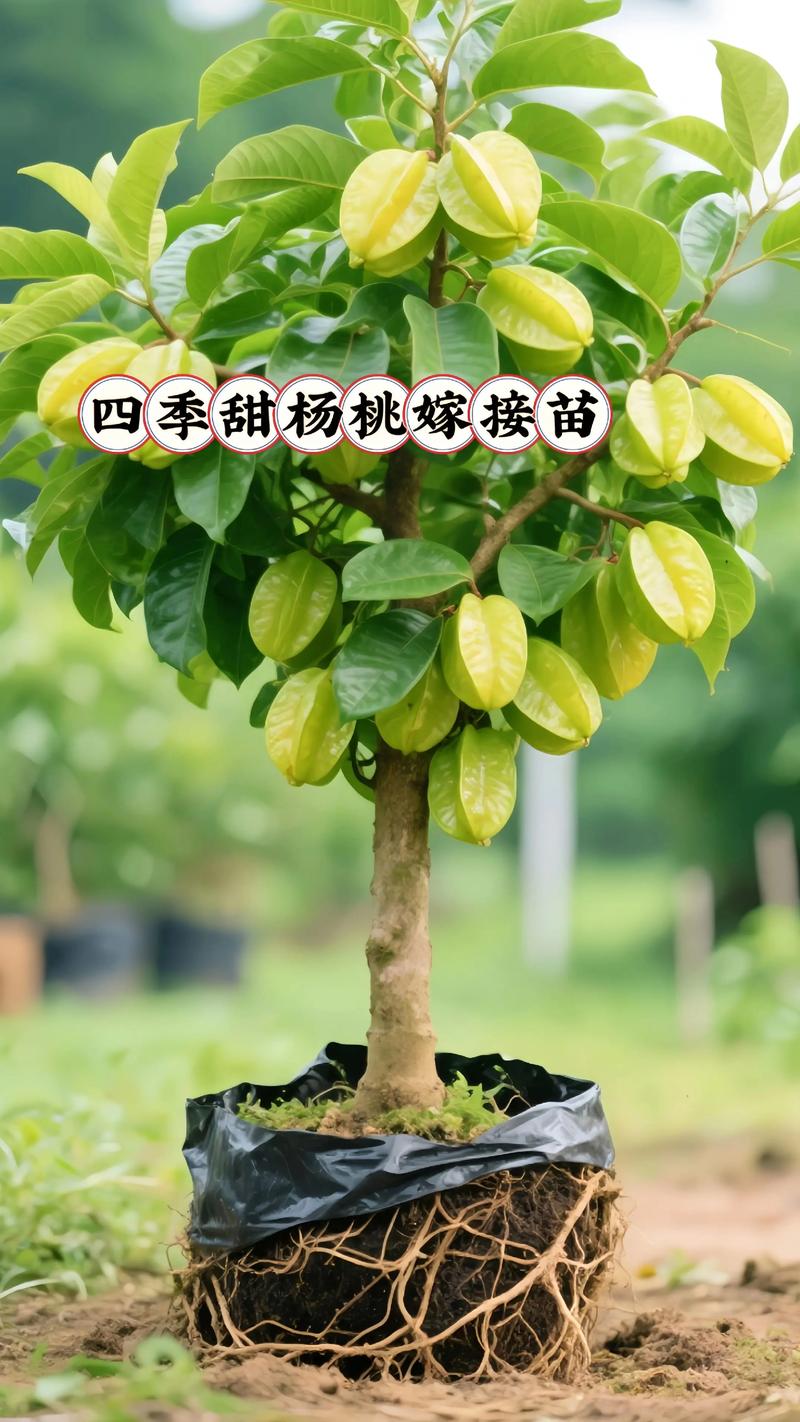 对于桃树苗采购,优先选择嫁接苗,嫁接口愈合良好、根系发达且苗龄1-2年的成品苗,并索要《植物检疫证书》。 桃树苗结果年限和产量经济价值必须精确到具体数值,避免模糊表述