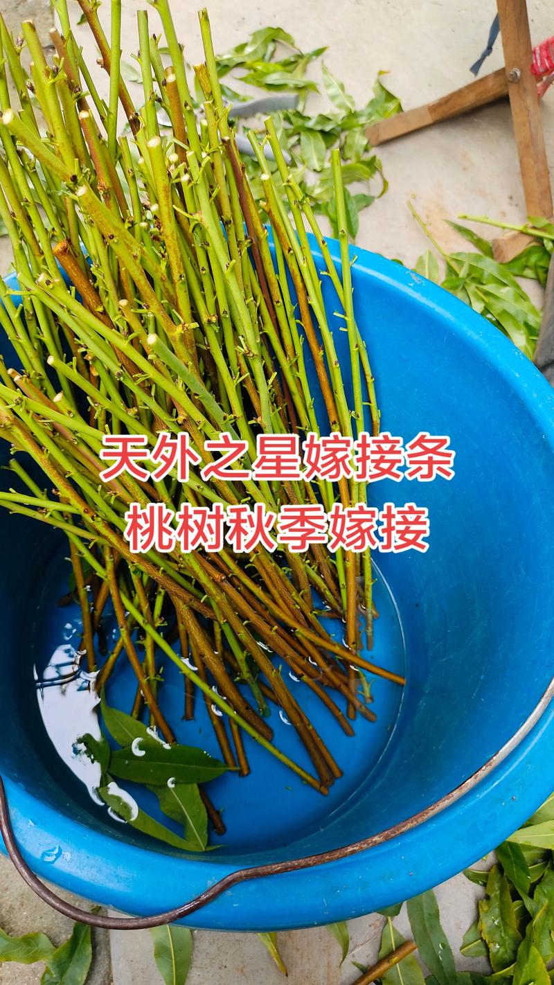对于桃树苗采购,优先选择嫁接苗,嫁接口愈合良好、根系发达且苗龄1-2年的成品苗,并索要《植物检疫证书》。 桃树苗授粉需求与修剪施肥方案必须按时间顺序分点列出