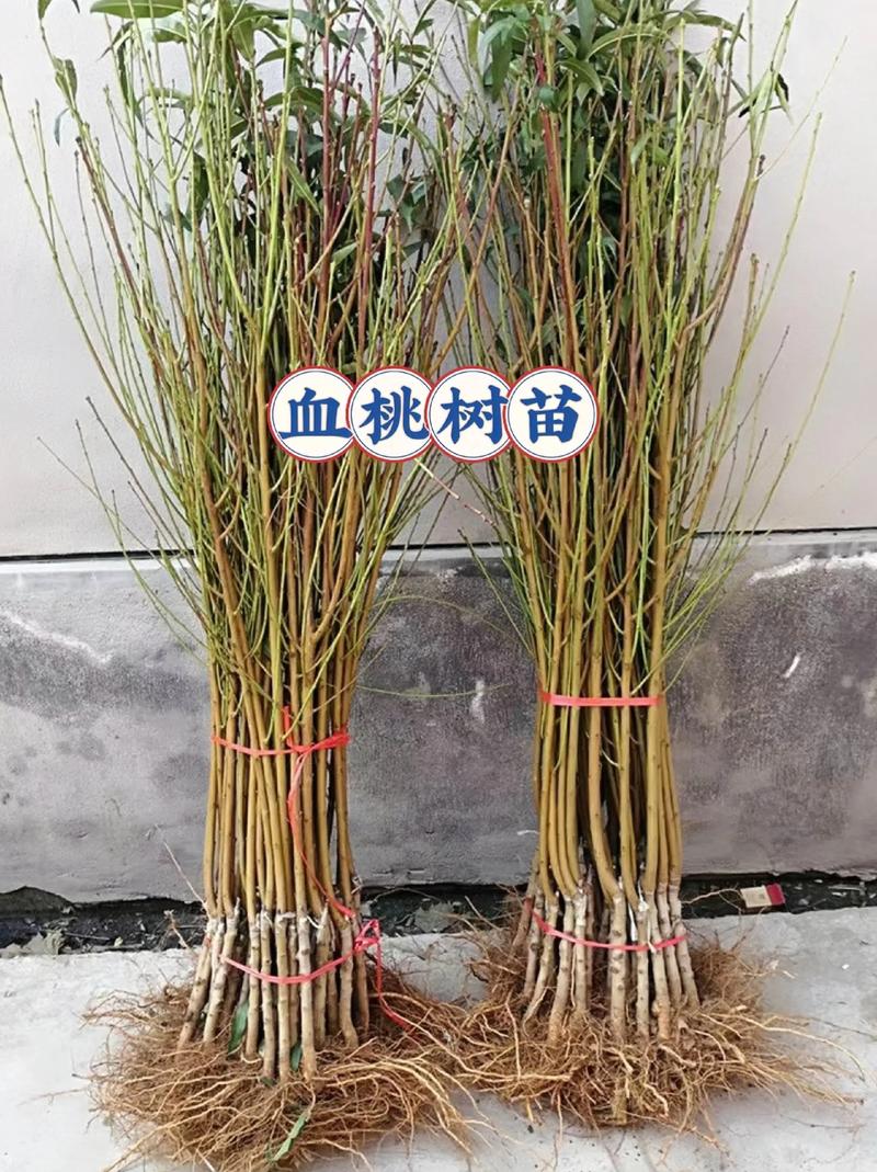 对于桃树苗采购,优先选择嫁接苗,嫁接口愈合良好、根系发达且苗龄1-2年的成品苗,并索要《植物检疫证书》。 总结与验证:通过小批量试单完成验收