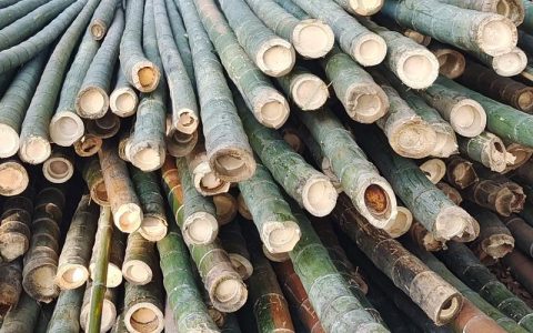 毛竹与紫竹的区别：6大维度深度解析与种植建议