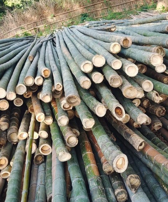 毛竹与紫竹的区别：6大维度深度解析与种植建议