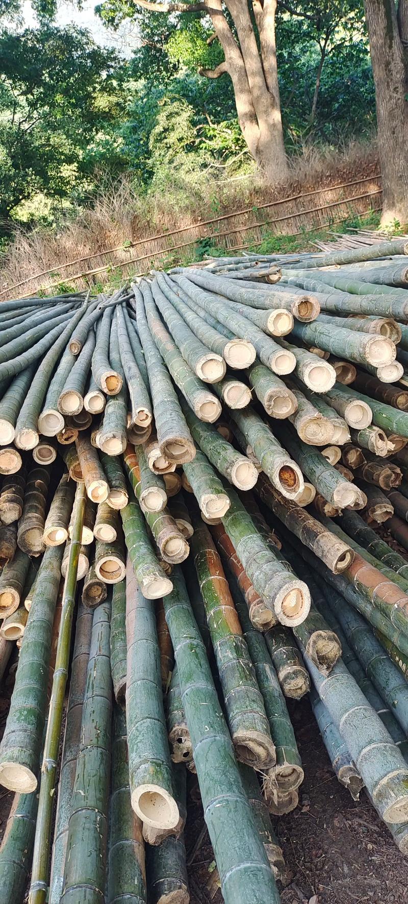 毛竹与紫竹的区别:6大维度深度解析与种植建议 毛竹与紫竹的区别:6大维度深度解析与种植建议