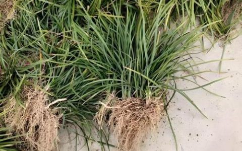 麦冬的种植技术与管理：分株繁殖与田间管理全攻略