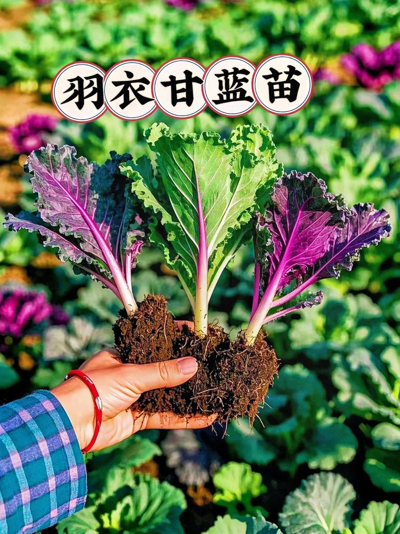 羽衣甘蓝施什么肥?掌握这些施肥技巧,叶片肥美、色彩绚丽 三、施肥时机与频率