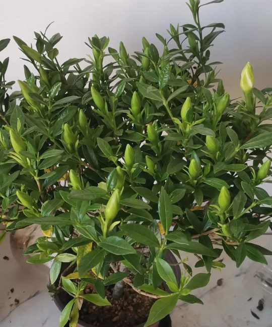 栀子花只长花苞不开花是什么原因？4步排查与解决指南