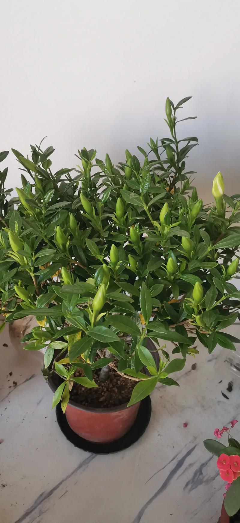 栀子花只长花苞不开花是什么原因?4步排查与解决指南 栀子花只长花苞不开花是什么原因?4步排查与解决指南