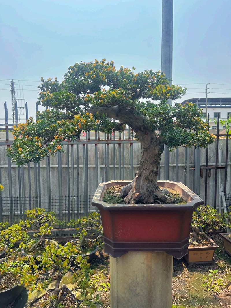 北方家庭院子里适合栽什么树?耐寒、美观、易养护的优选指南 四、海棠(Malus spectabilis)——春花秋果的经典