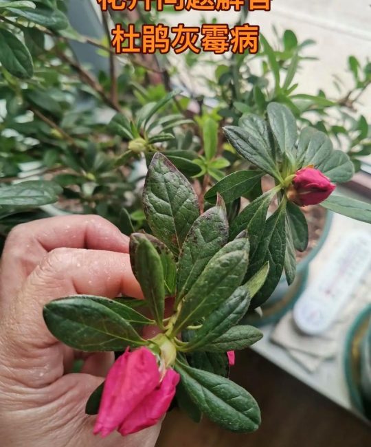 杜鹃花叶子发黑是怎么回事？原因与防治全攻略