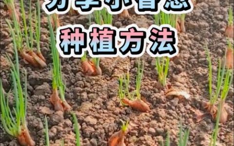 小香葱种子播种方法：7步实操指南，提高发芽率与产量