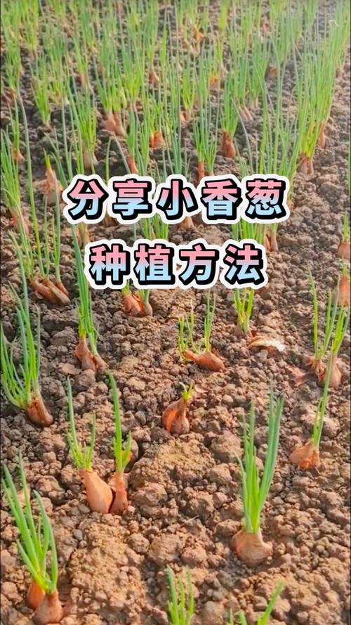 小香葱种子播种方法:7步实操指南,提高发芽率与产量 小香葱种子播种方法:7步实操指南,提高发芽率与产量
