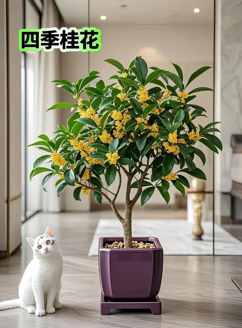 小桂花树怎么养才长得好:六个维度的家庭养护实操指南 施肥:薄肥勤施,按生长阶段调整种类与浓度