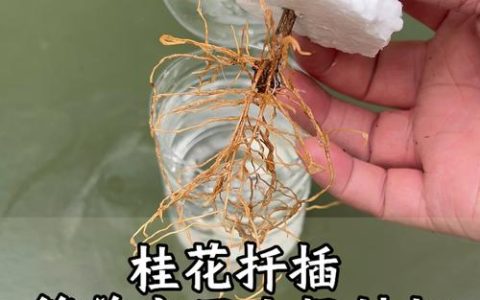 小桂花树怎么养才长得好：六个维度的家庭养护实操指南
