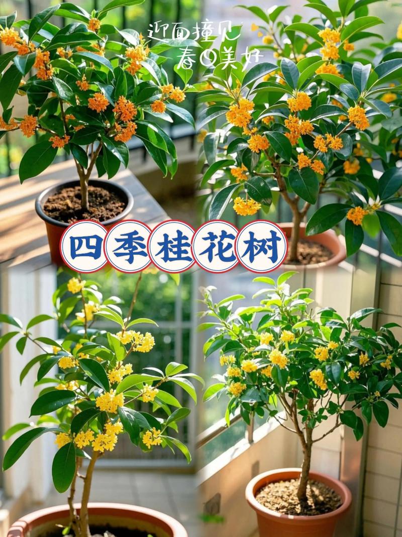 小桂花树怎么养才长得好:六个维度的家庭养护实操指南 修剪:春剪促形、花后轻剪,避免重剪扰乱开花节奏