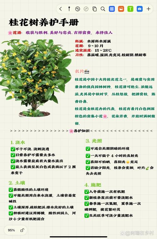 小桂花树怎么养才长得好:六个维度的家庭养护实操指南 换盆与田间管理:2-3年换一次盆,地栽注重松土与排水