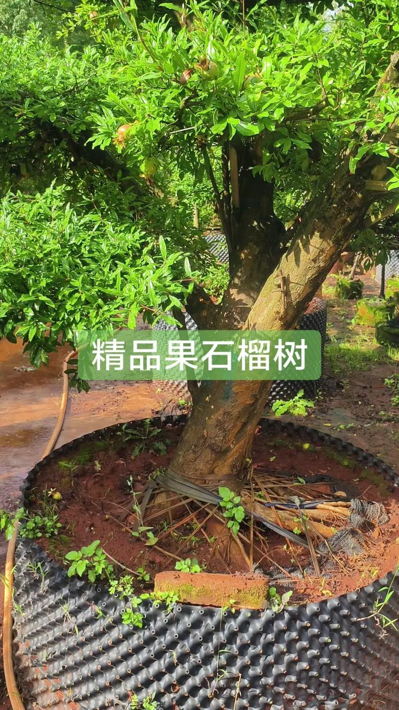 院子里可以种石榴树吗?科学分析与养护指南 五、传统文化寓意(民俗说明)